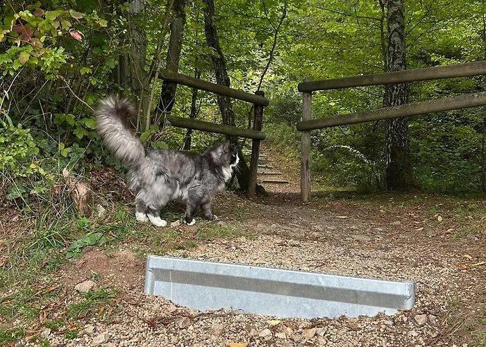 公寓 Am Eifelsteig Üxheim